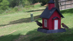 /Birds/Thumbs/20240621/found20240621-132617.png 