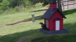 /Birds/Thumbs/20240621/found20240621-142543.png 