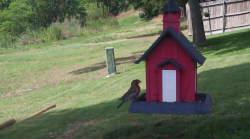 /Birds/Thumbs/20240621/found20240621-161312.png 