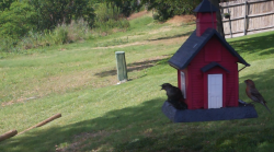 /Birds/Thumbs/20240621/found20240621-164501.png 