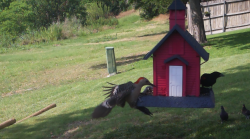 /Birds/Thumbs/20240621/found20240621-164958.png 