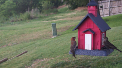 /Birds/Thumbs/20240621/found20240621-175500.png 