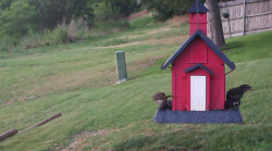/Birds/Thumbs/20240621/found20240621-175537.png 