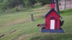 /Birds/Thumbs/20240621/found20240621-175619.png 
