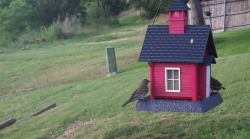/Birds/Thumbs/20240621/found20240621-183504.png 