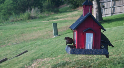 /Birds/Thumbs/20240621/found20240621-184337.png 