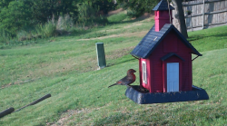 /Birds/Thumbs/20240621/found20240621-191824.png 
