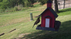 /Birds/Thumbs/20240622/found20240622-173805.png 