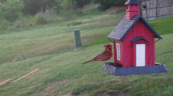/Birds/Thumbs/20240624/found20240624-064514.png 