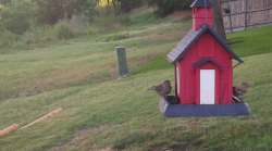 /Birds/Thumbs/20240624/found20240624-070836.png 