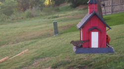 /Birds/Thumbs/20240624/found20240624-071210.png 
