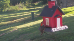 /Birds/Thumbs/20240624/found20240624-082721.png 