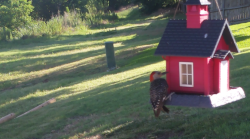 /Birds/Thumbs/20240624/found20240624-083417.png 