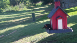 /Birds/Thumbs/20240624/found20240624-085905.png 