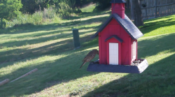 /Birds/Thumbs/20240624/found20240624-090019.png 