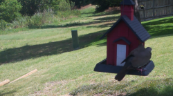 /Birds/Thumbs/20240624/found20240624-113854.png 