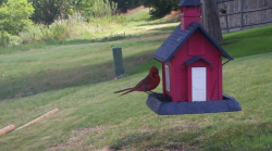 /Birds/Thumbs/20240624/found20240624-114456.png 
