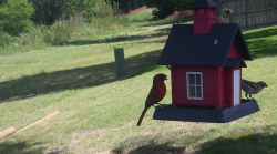 /Birds/Thumbs/20240624/found20240624-115258.png 