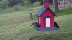 /Birds/Thumbs/20240624/found20240624-140133.png 