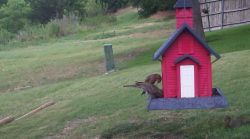 /Birds/Thumbs/20240624/found20240624-142552.png 