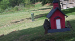 /Birds/Thumbs/20240624/found20240624-145816.png 