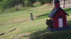 /Birds/Thumbs/20240624/found20240624-174406.png 