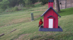 /Birds/Thumbs/20240624/found20240624-180048.png 
