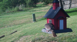 /Birds/Thumbs/20240624/found20240624-185034.png 