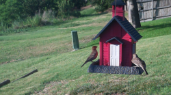 /Birds/Thumbs/20240624/found20240624-190553.png 