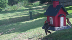 /Birds/Thumbs/20240625/found20240625-093047.png 