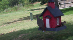 /Birds/Thumbs/20240625/found20240625-140850.png 
