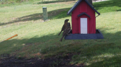/Birds/Thumbs/20240626/found20240626-135153.png 