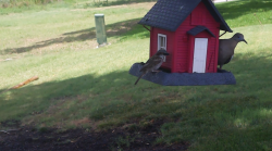 /Birds/Thumbs/20240626/found20240626-141859.png 