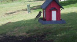 /Birds/Thumbs/20240626/found20240626-145436.png 