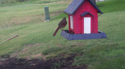 /Birds/Thumbs/20240626/found20240626-154035.png 