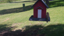 /Birds/Thumbs/20240627/found20240627-120606.png 