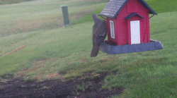 /Birds/Thumbs/20240628/found20240628-065647.png 