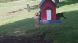 /Birds/Thumbs/20240628/found20240628-151910.png 