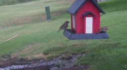 /Birds/Thumbs/20240629/found20240629-063030.png 