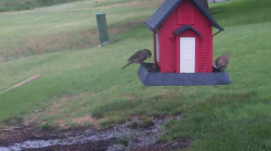 /Birds/Thumbs/20240629/found20240629-063109.png 