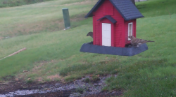 /Birds/Thumbs/20240629/found20240629-063151.png 