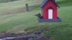 /Birds/Thumbs/20240629/found20240629-063405.png 