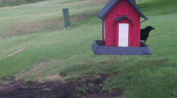 /Birds/Thumbs/20240629/found20240629-064531.png 