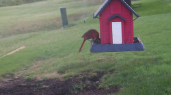 /Birds/Thumbs/20240629/found20240629-071956.png 