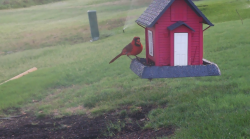 /Birds/Thumbs/20240629/found20240629-072318.png 