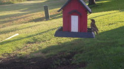 /Birds/Thumbs/20240629/found20240629-074652.png 