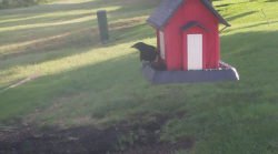 /Birds/Thumbs/20240629/found20240629-082335.png 