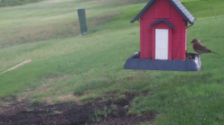 /Birds/Thumbs/20240629/found20240629-083222.png 