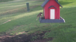 /Birds/Thumbs/20240629/found20240629-083340.png 