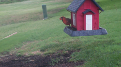 /Birds/Thumbs/20240629/found20240629-084951.png 